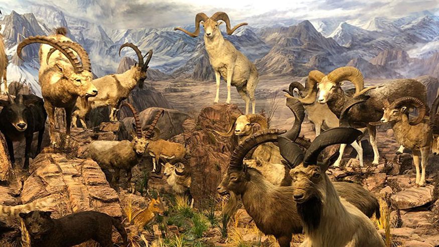 Excursión al Museo de la Fauna Salvaje de Valdehuesa Imagen de portada