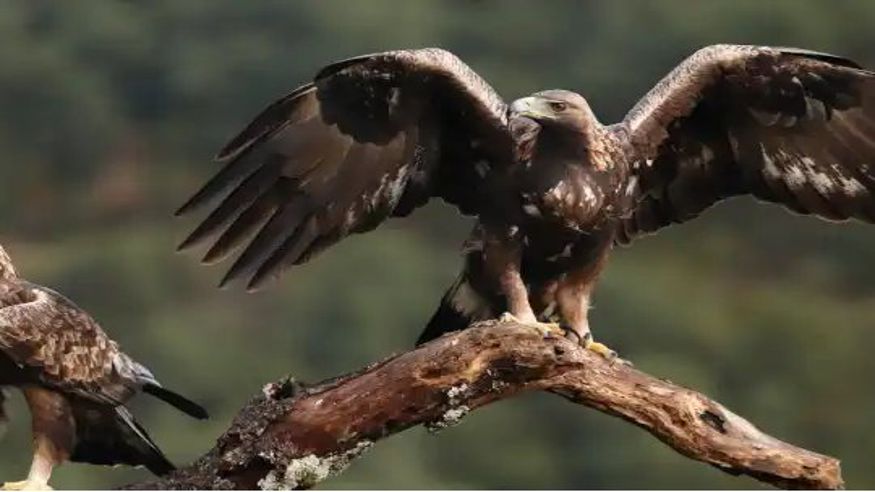 "Las reinas de Álava" Imagen de portada