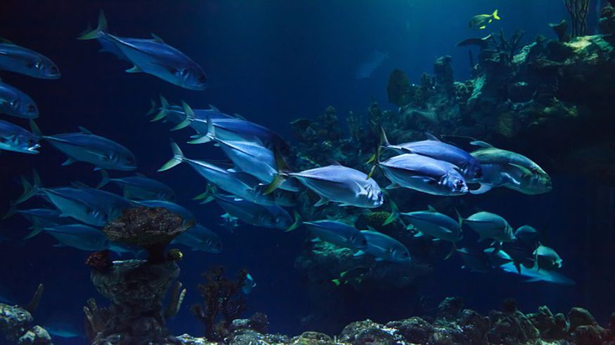 Aquarium de Barcelona Imagen de portada