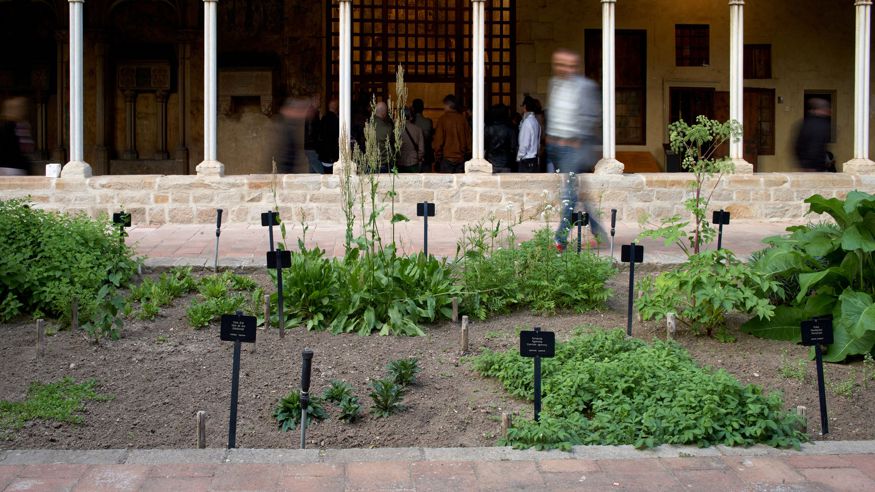 Exposició 'Plantes, remeis i apotecaris. El jardí medieval del monestir de Pedralbes' Imagen de portada