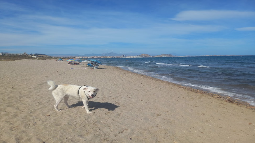 Playa de Perros Urbanova Imagen de portada