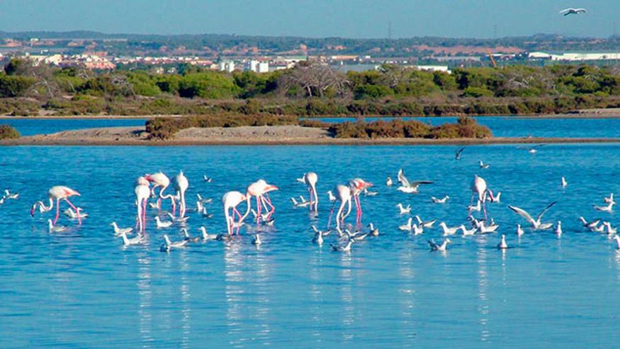 Parques - Aves - Ruta cultural -  Parque Regional de las Salinas y Arenales de San Pedro del Pinatar - SAN PEDRO DEL PINATAR