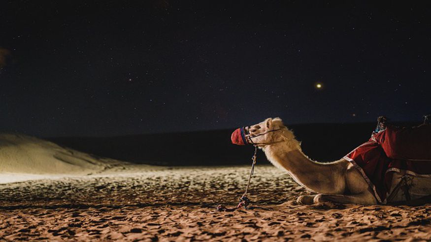Animales y mascotas - Formación / Bienestar - Cultura / Arte -  Paseo en camello por las dunas de Maspalomas - MASPALOMAS