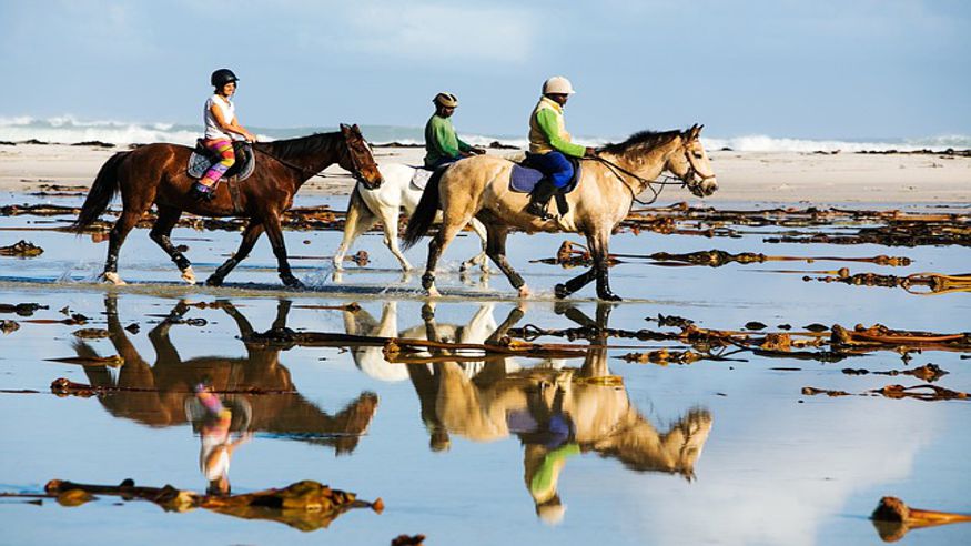 Animales y mascotas - Deportes - Deportes aire libre -  Paseo a caballo por El Salobre - SALOBRE (EL)