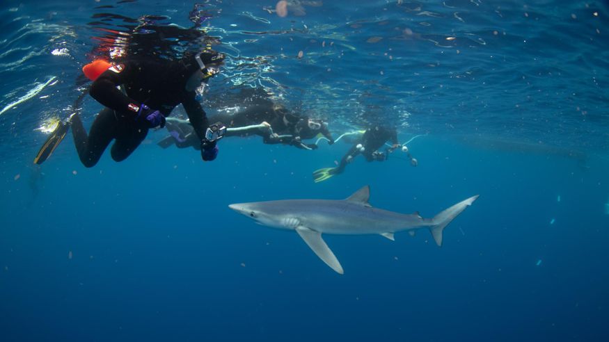 Deportes agua - Otras aficiones con animales -  Snorkel con tiburones en Bermeo - BERMEO