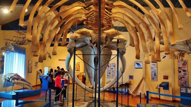 Museos y monumentos - Otras aficiones con animales -  Museo de Historia Natural de Ferrol. VIsita - FERROL