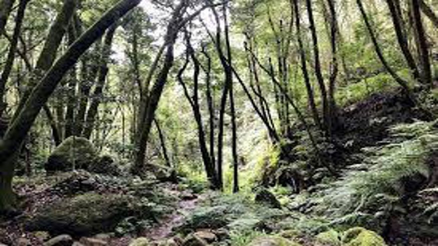 Senderismo - Deportes - Deportes aire libre -  Senderismo por el Bosque Encantado (LA PALMA) - PUNTALLANA