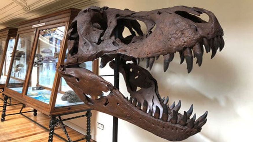 Cultura / Arte - Museos y monumentos - Otras aficiones con animales -  Museo Geominero - MADRID