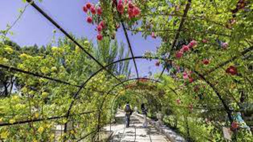 Parques - Ruta cultural -  Rosaleda del Parque del Oeste - MADRID