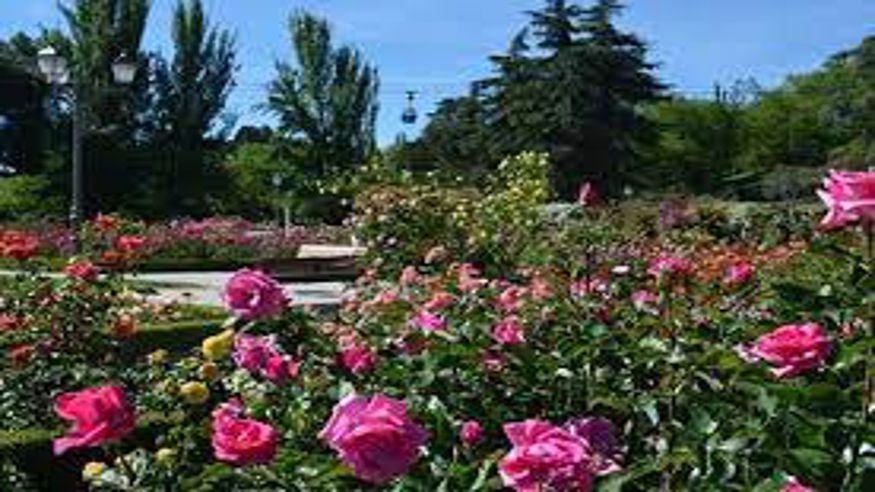 Parques - Ruta cultural -  Rosaleda del Parque del Oeste - MADRID