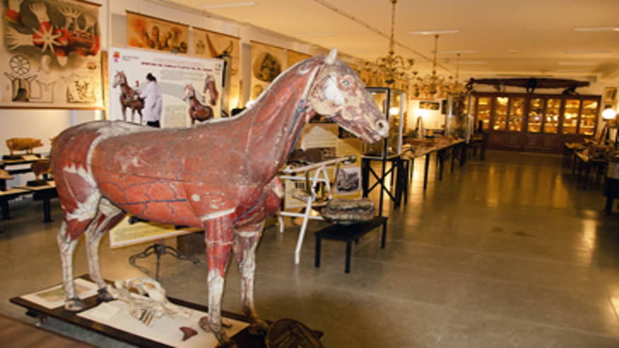 Museos y monumentos - Ruta cultural -  Visita guiada por el Museo de Colecciones de la Universidad de León - LEON