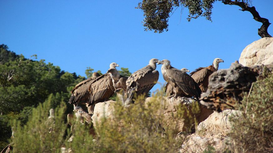 Parques - Aves - Ruta cultural -  Observatorio de aves Mas de Bunyol - VALDERROBRES