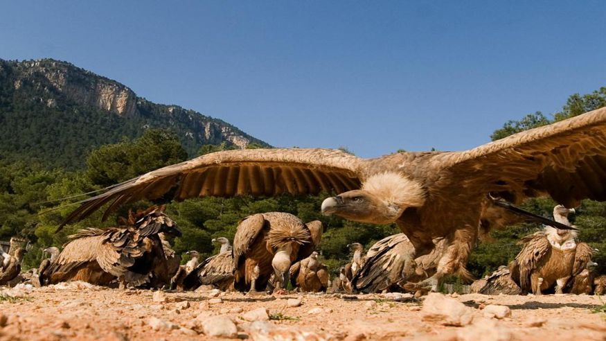 Parques - Aves - Ruta cultural -  Observatorio de aves Mas de Bunyol - VALDERROBRES