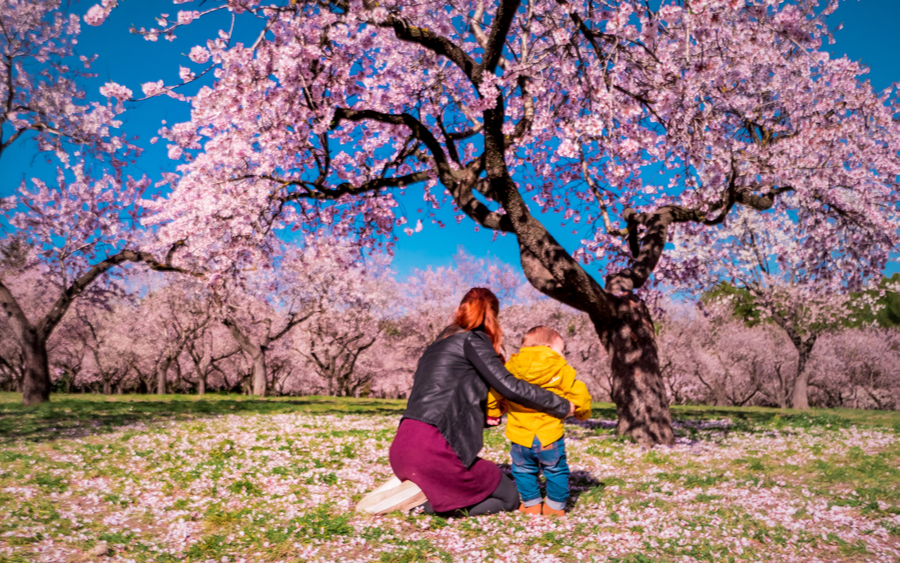 Parques -  Quinta de los Molinos - MADRID