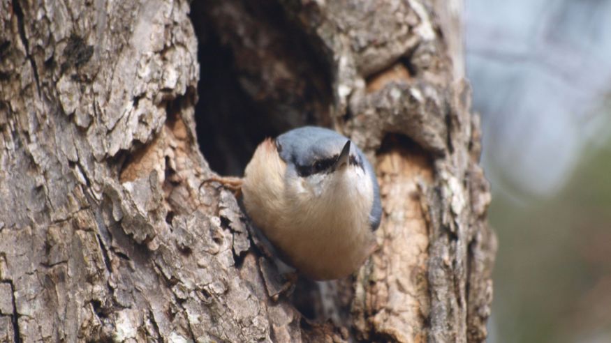 Senderismo - Deportes aire libre - Aves -  Ruta por la flora y la fauna de los jardines del Palacio Real de La Granja  - Segovia - SEGOVIA