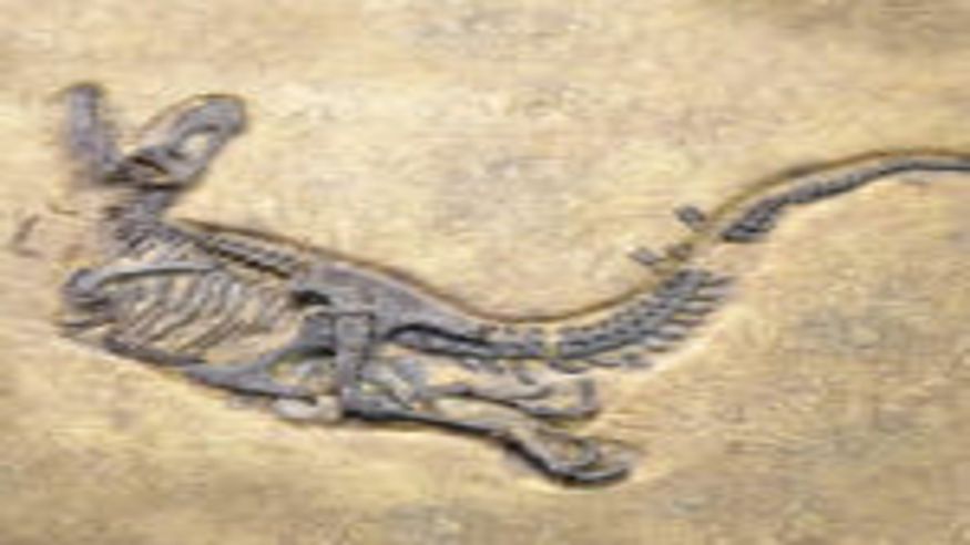 Juegos - Infantil / Niños - Juegos populares -  YINCANA – LA BÚSQUEDA DEL DINOSAURIO - BILBAO