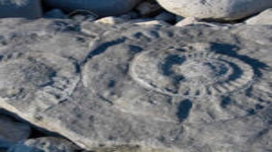 Infantil / Niños - Ruta cultural -  RUTA ESPECIAL FÓSILES SOPELA - BILBAO