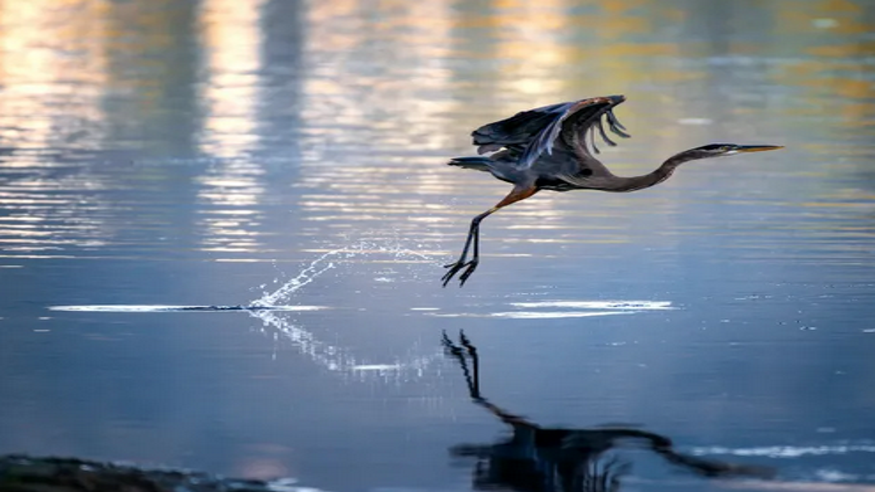 Ruta cultural -  Visitas guiadas por la ruta del agua en Guillena. Rutas de senderismo con guía - SEVILLA
