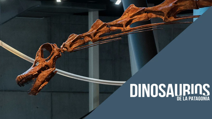 Infantil / Niños - Pintura, escultura, arte y exposiciones -  PACK: Visita en familia y menú temático a “Dinosaurios de la Patagonia” - SEVILLA