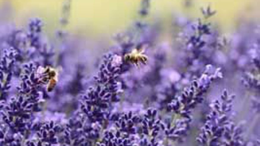 Talleres - Infantil / Niños - Museos y monumentos -  Espacio de descubrimiento "De flor en flor. La seducción vegetal" en BARCELONA - BARCELONA
