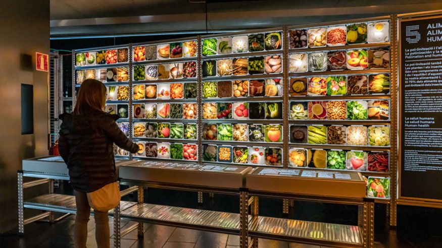 Infantil / Niños - Museos y monumentos - Pintura, escultura, arte y exposiciones -  Exposición "Más que abejas. Polinizadores y flores, la vida en juego" en BARCELONA - BARCELONA