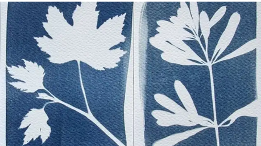 Fotografía - Talleres -   Actividad familiar: Arte y naturaleza en azul  - VITORIA-GASTEIZ