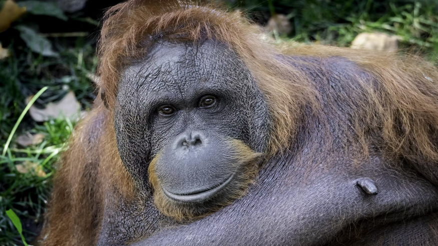 Animales y mascotas - Infantil / Niños - Otras aficiones con animales -  Entrada al Zoo de Barcelona - BARCELONA