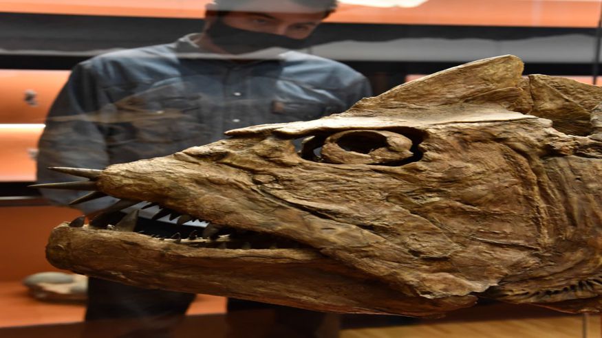 Cultura / Arte - Museos y monumentos - Pintura, escultura, arte y exposiciones -  "Restos y Rastros" exposición fósiles en CosmoCaixa Barcelona - BARCELONA