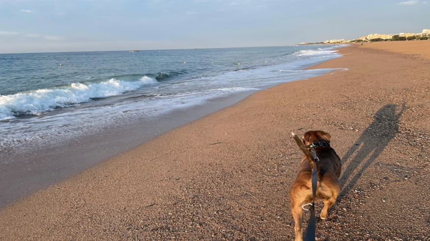 Animales y mascotas - Infantil / Niños - Deportes agua -  Platja per a gossos Malgrat de Mar - MALGRAT DE MAR
