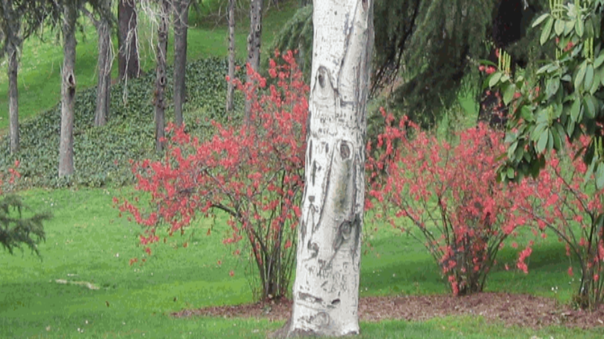 Parques - Infantil / Niños - Ruta cultural -  Parque del Oeste en Madrid - MADRID