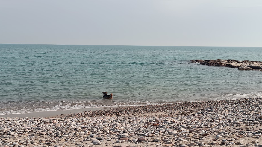 Infantil / Niños - Deportes agua - Paddle surf -  Playa de Nules - PLAYA DE NULES