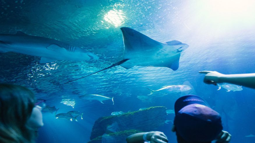 Animales y mascotas - Infantil / Niños - Otras aficiones con animales -  Oceanogràfic: entrada de 1 día con Cine 4D y Backstage Tour opcional - VALÈNCIA