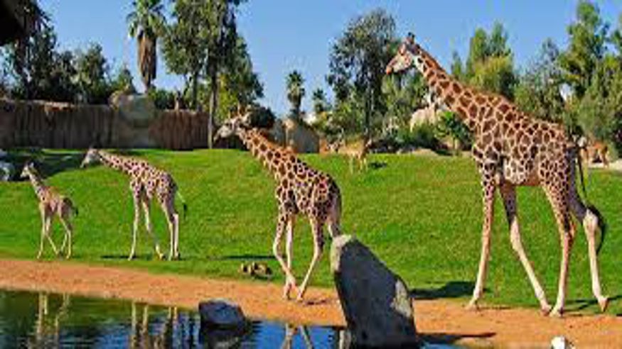 Animales y mascotas - Parques - Infantil / Niños -  Bioparc Valencia - VALÈNCIA