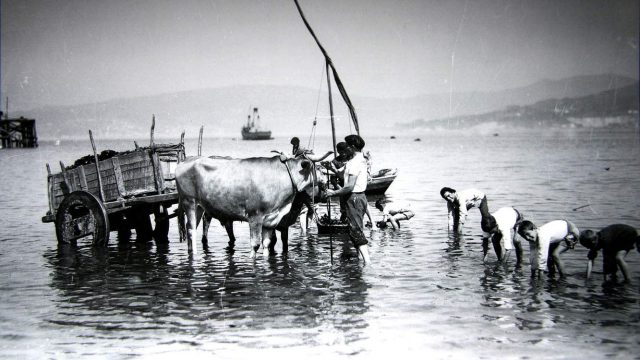 Fotografía -  Exposición permanente "Archivo fotográfico Pacheco" - VIGO