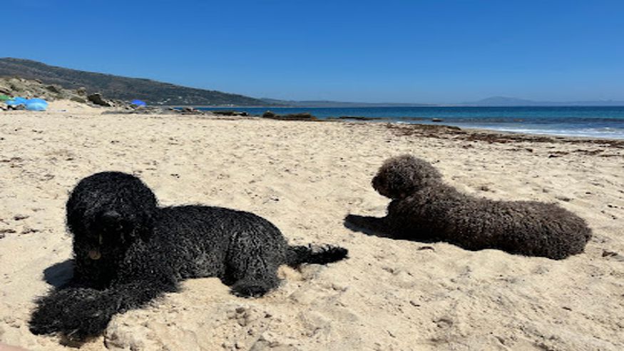 Infantil / Niños - Deportes agua - Paddle surf -  Playa Benavides - CADIZ