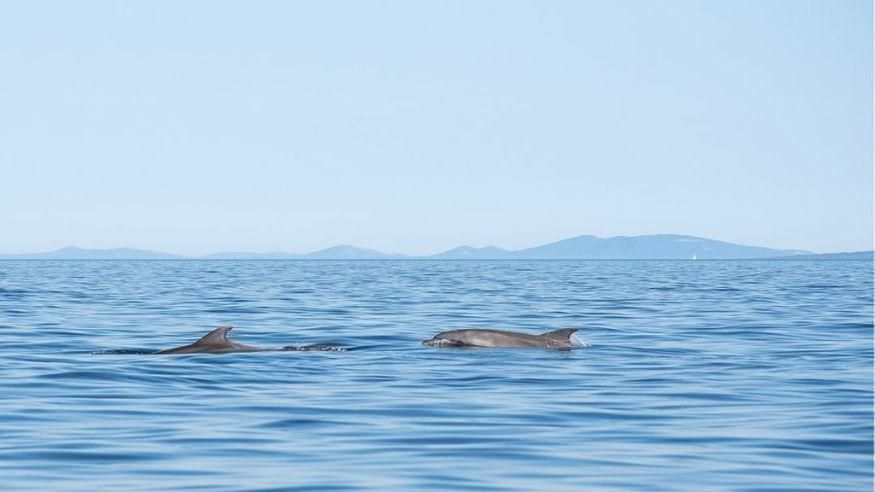 Ruta cultural - Otras aficiones con animales -  Desde Málaga: tour en barco turístico por Gibraltar y delfines - MÁLAGA
